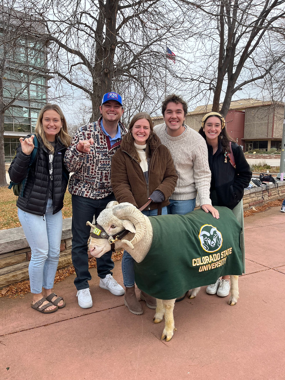 cam the ram.JPG